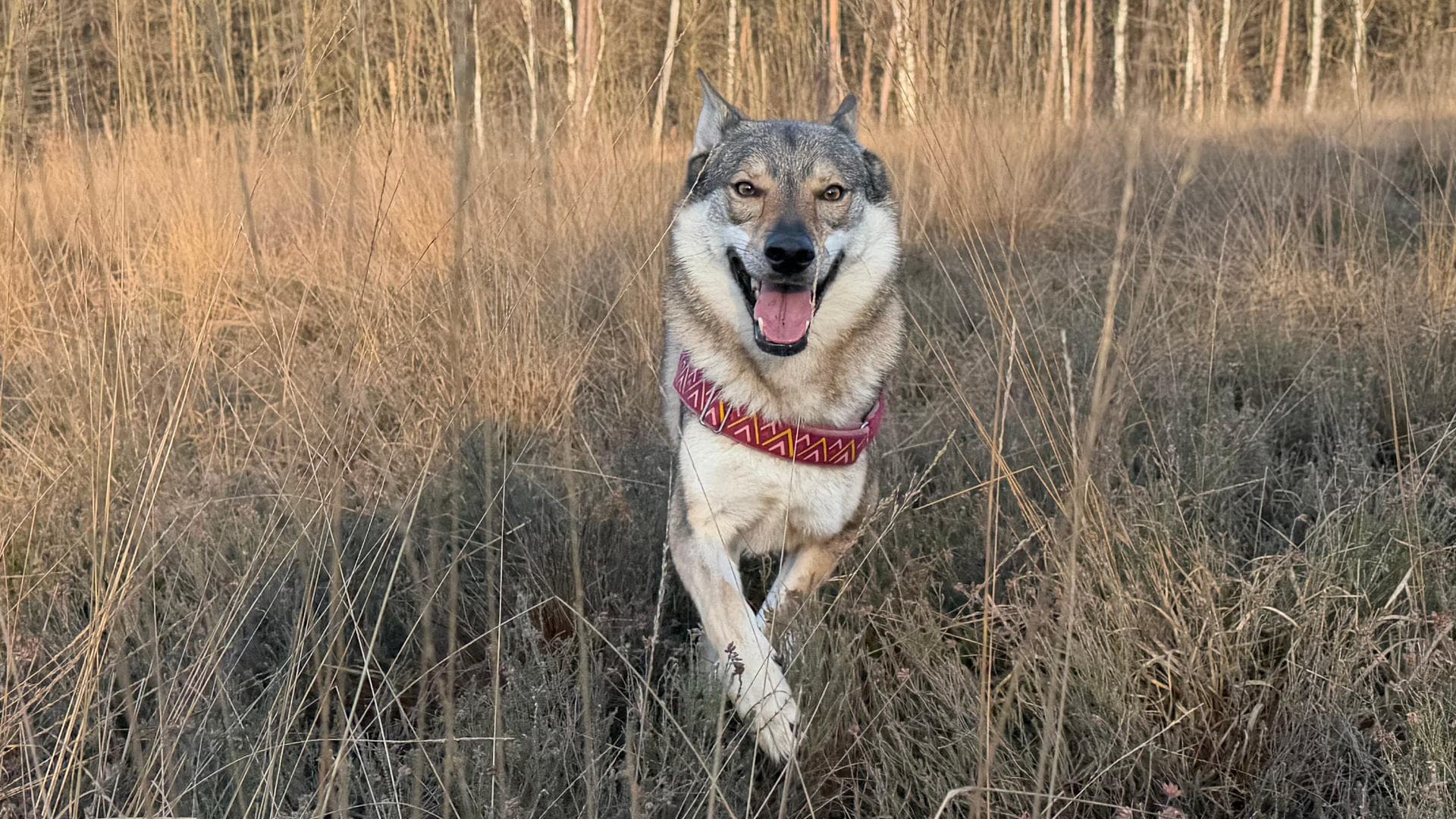 De bouwplaats van de nieuwe Walkedo hondenkennel