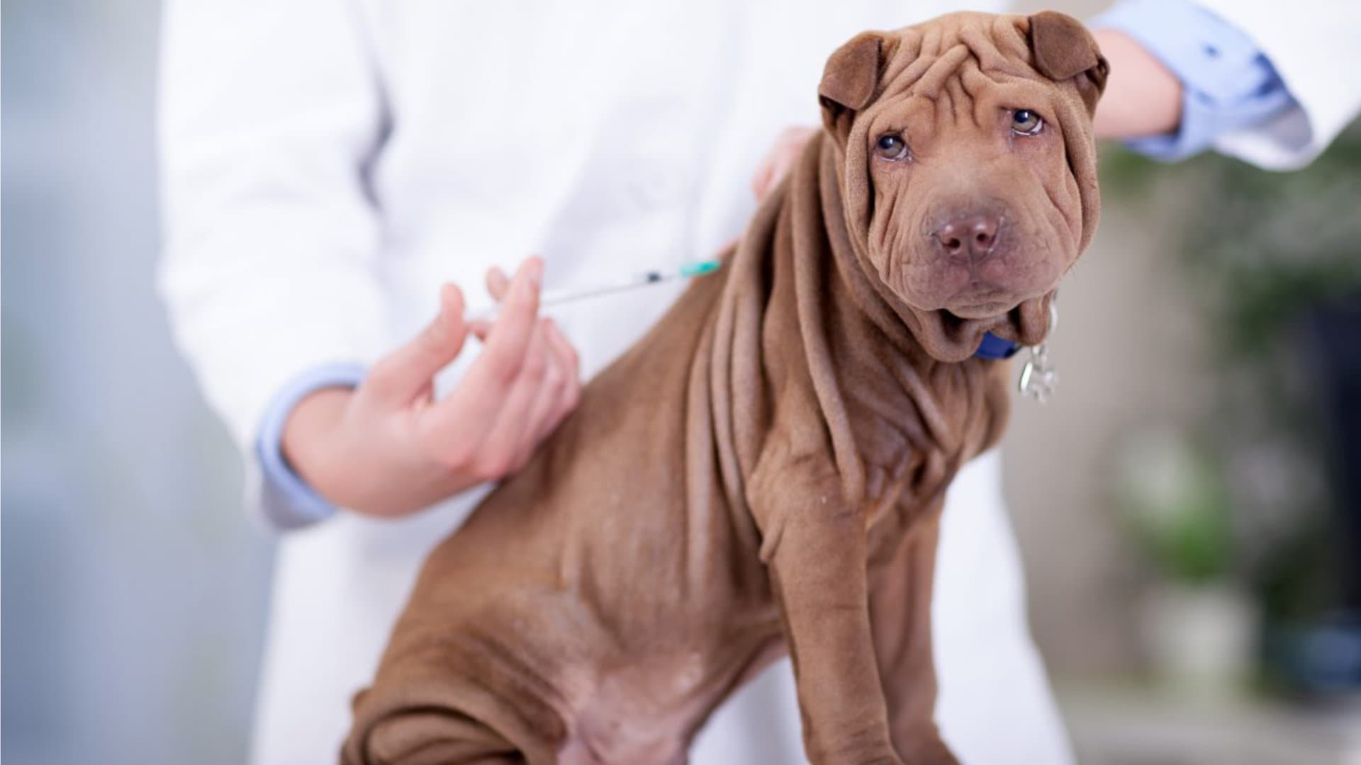 A vet drawing blood from a dog for a titre test