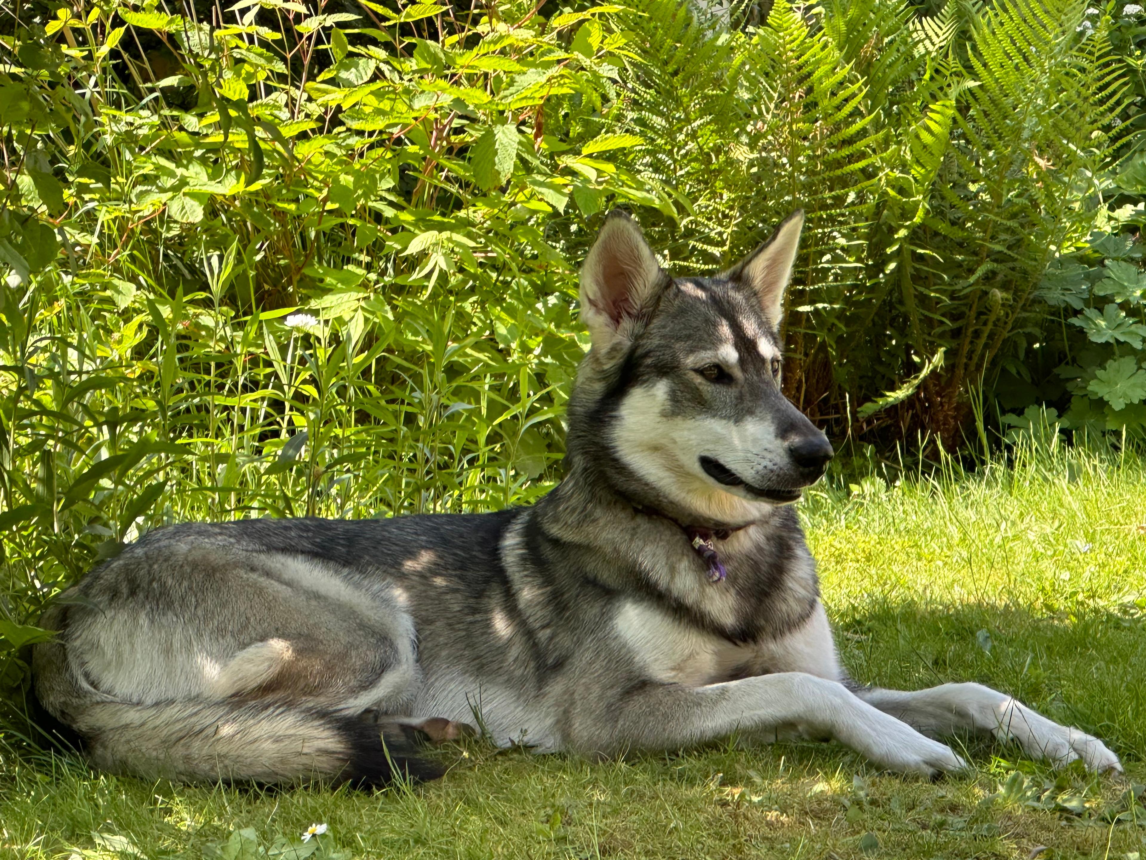 Northern Inuit dog in front of a christmas tree