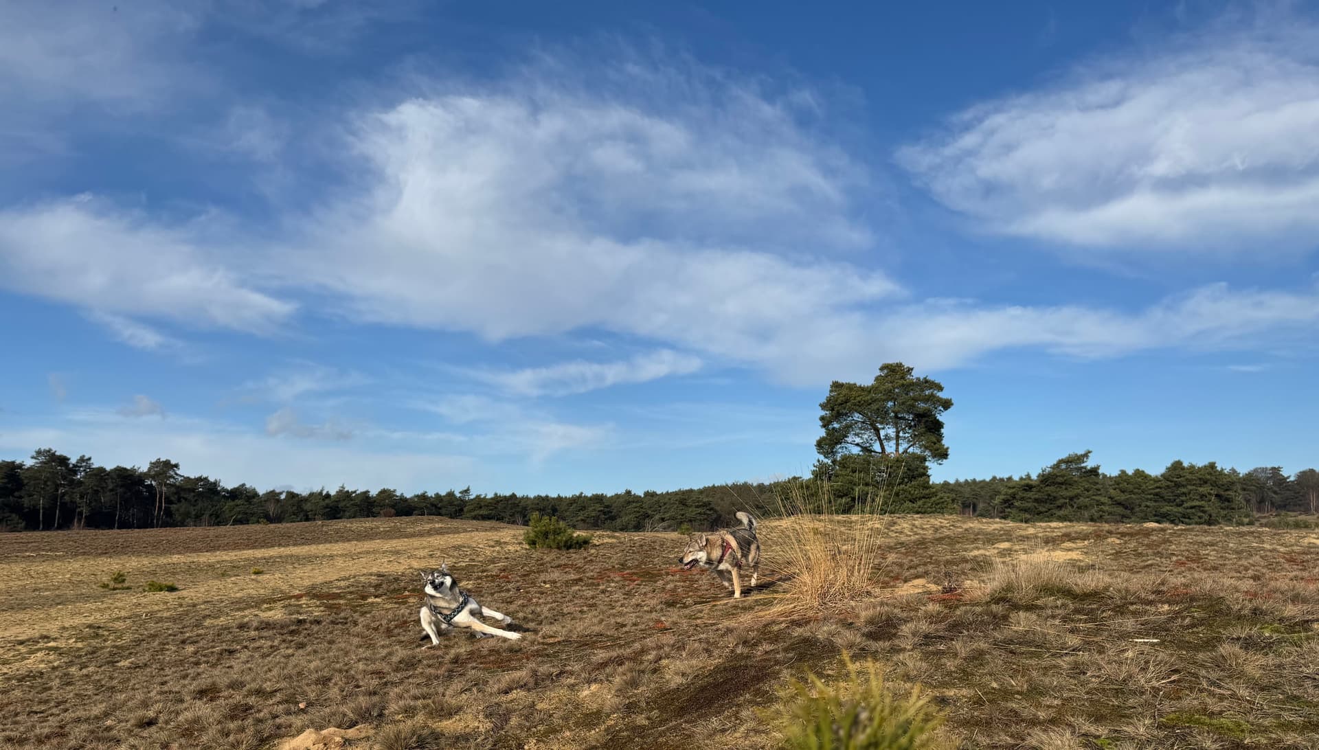 Two dogs on the heathland under a blue sky near Arnhem