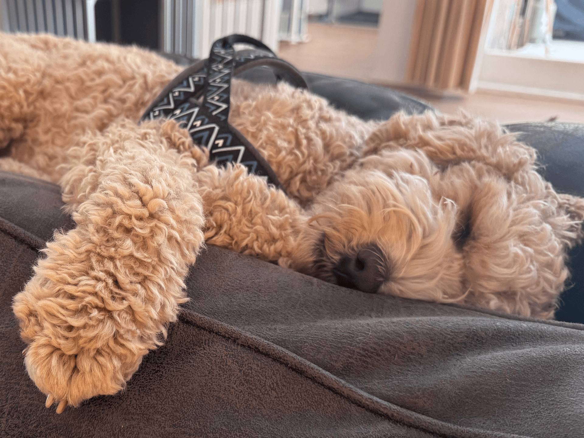 Dog asleep on the sofa during a day at the dog daycare in Arnhem