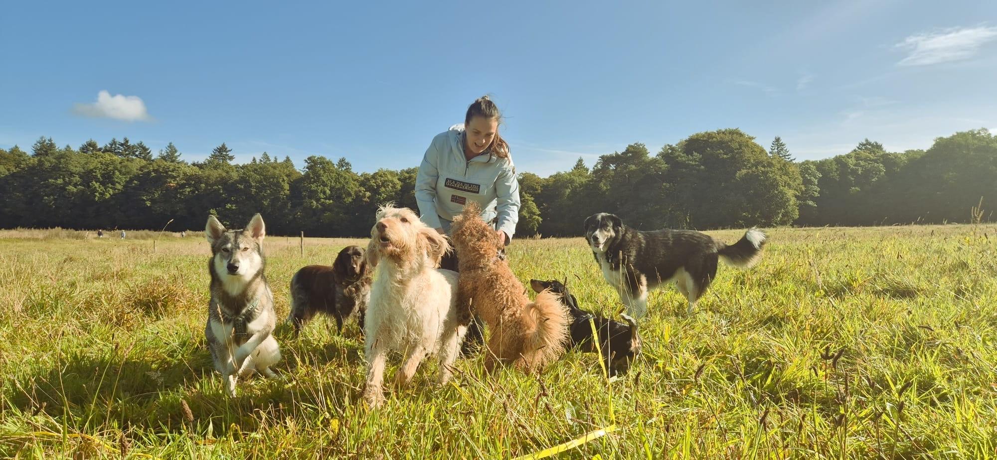 Dog walker with a group of dogs in a sunny meadow near Arnhem