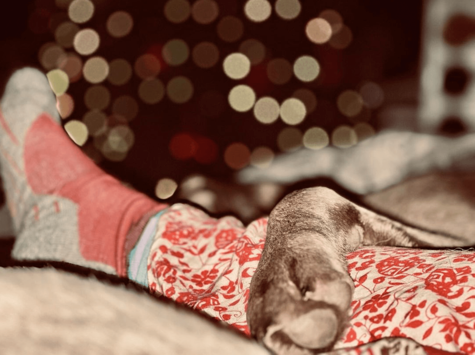 Logeerhond ligt met zijn kop op schoot in de woonkamer