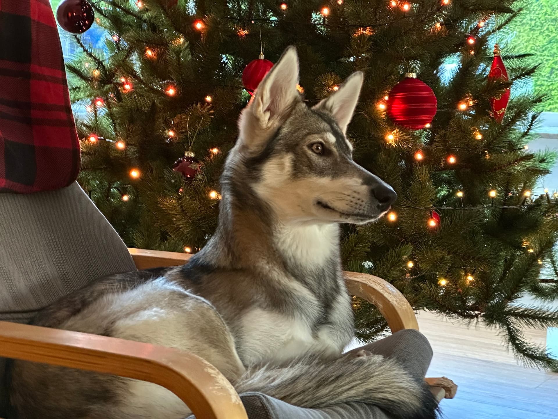 Northern Inuit hond ontspannen in een stoel bij de kerstboom tijdens het logeren