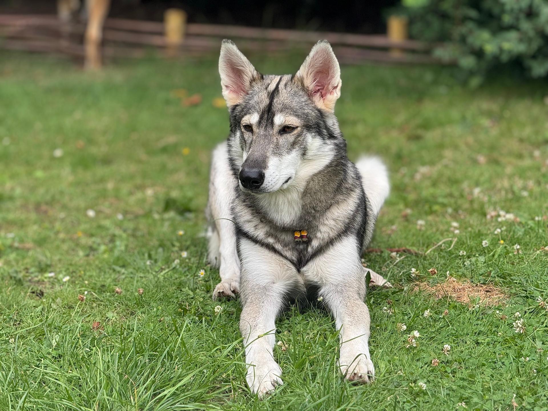 hond in het gras