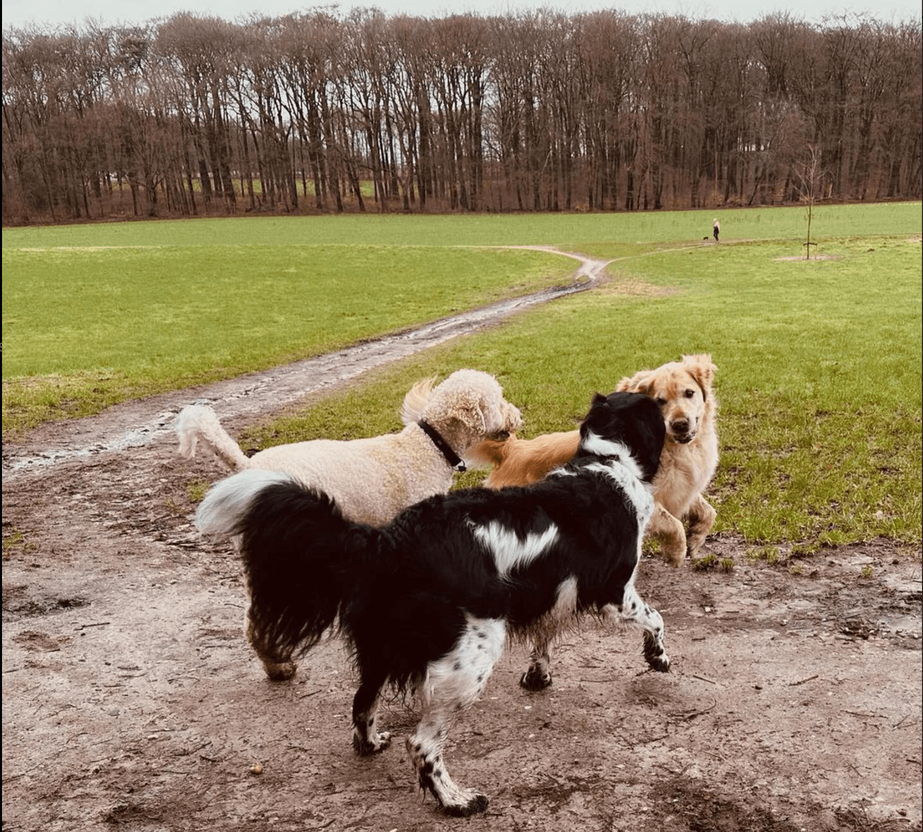 Groepje honden rent over een open veld in Arnhem