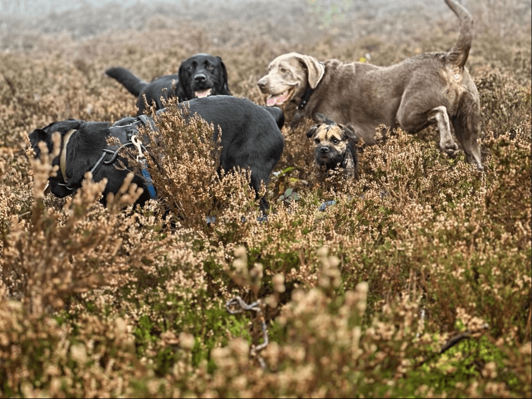 Groep honden poseert samen aan het einde van de wandeling