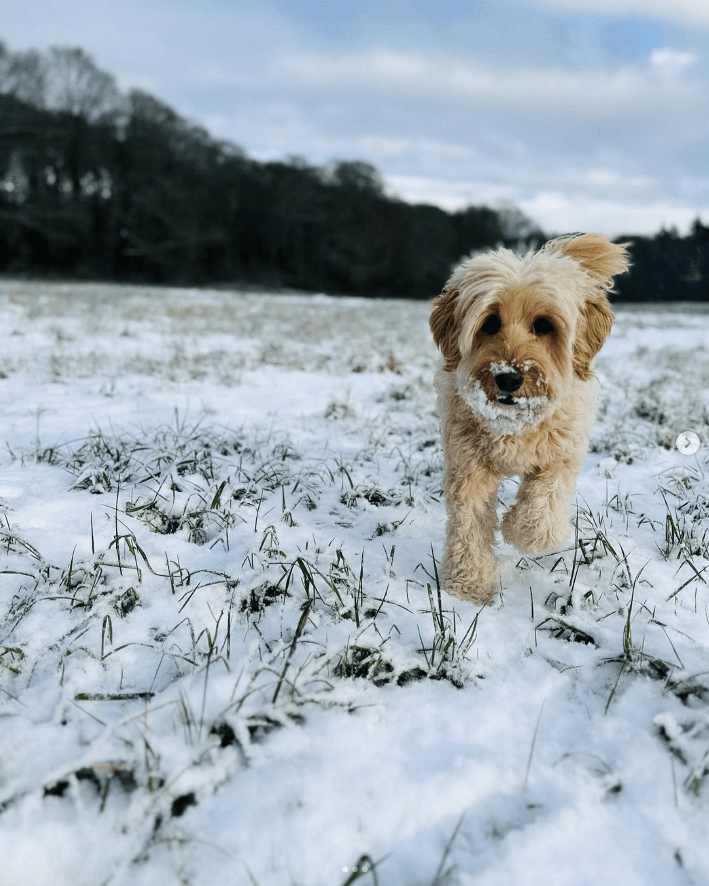 Hond kijkt omhoog naar de camera tijdens de wandeling