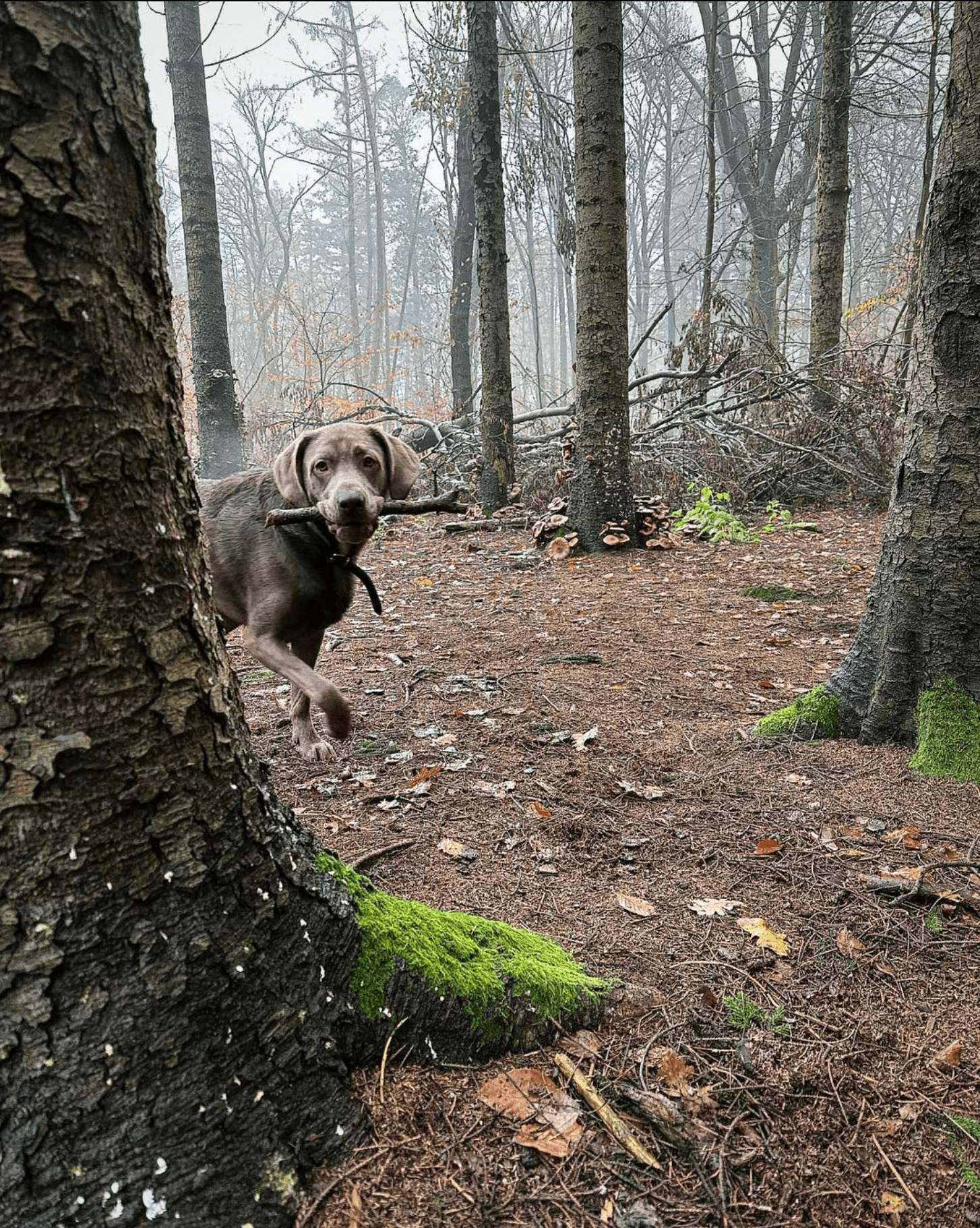 Twee honden spelen samen in het bos