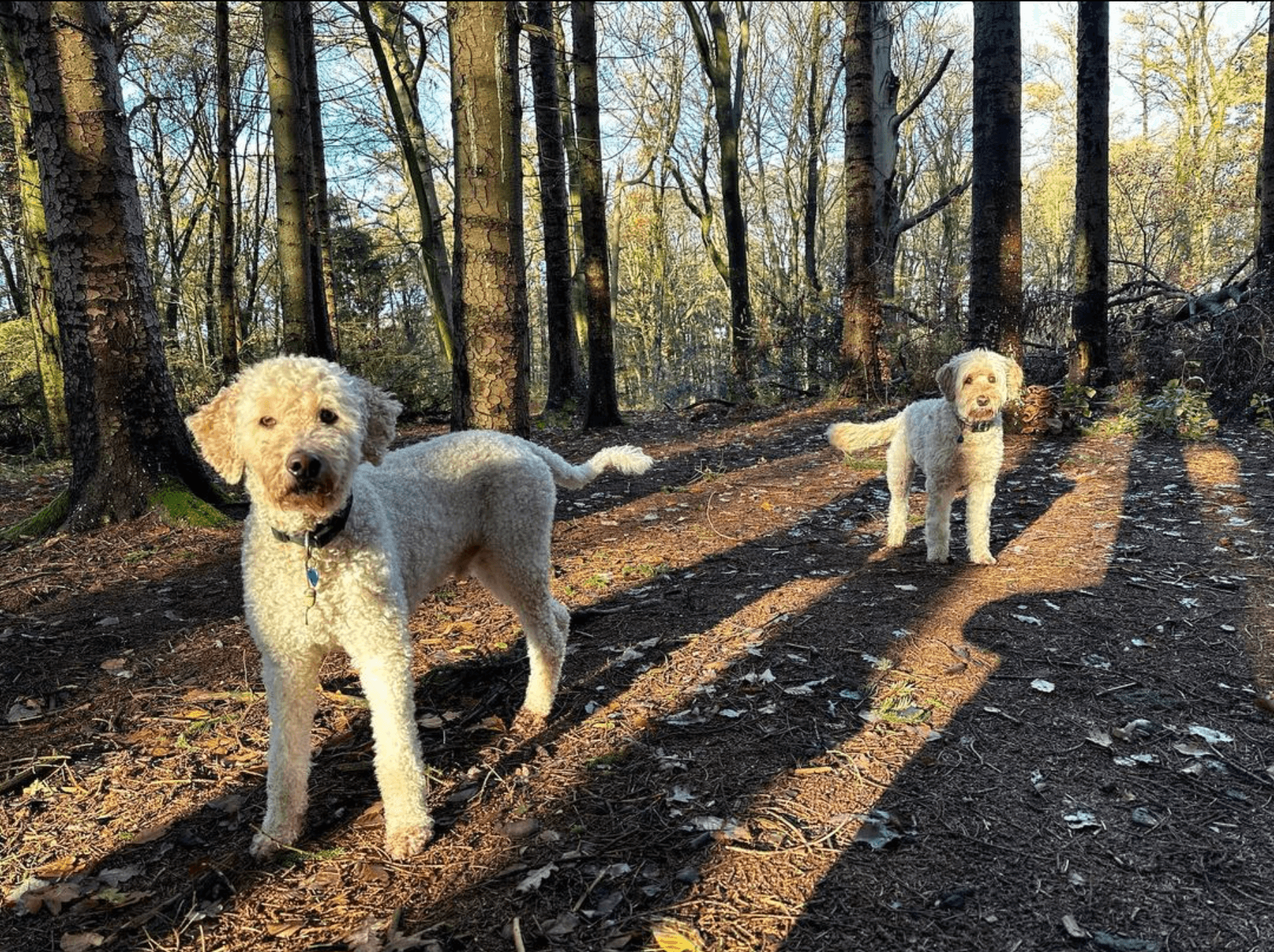 Honden wandelen in een rij over een bospad