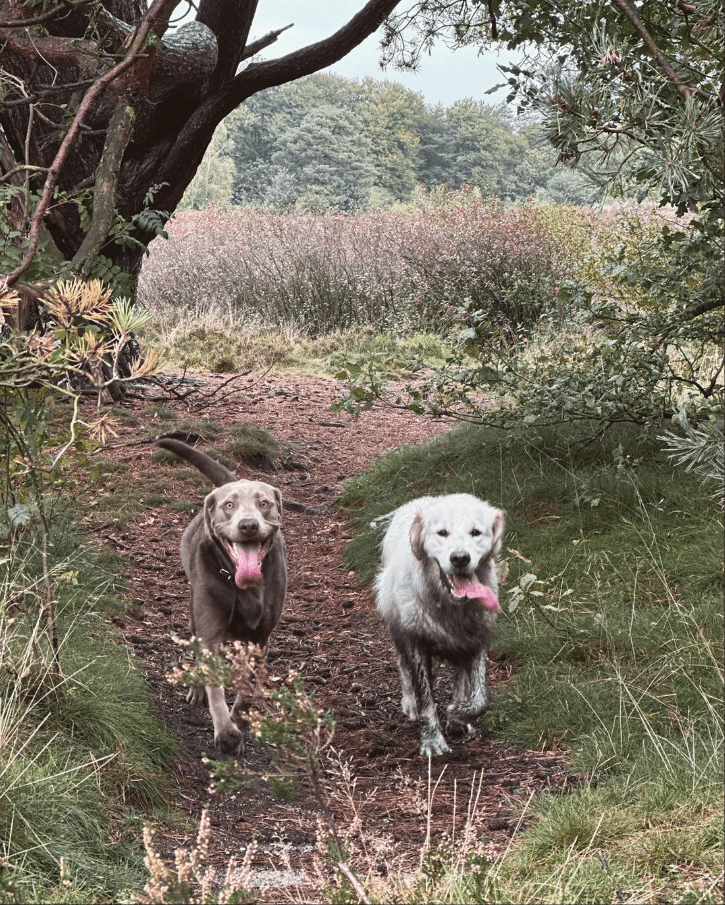 Hond snuffelt tussen het hoge gras
