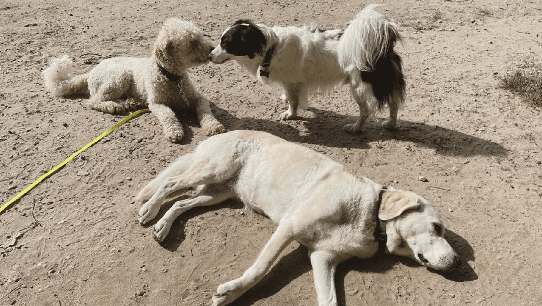 Groep honden wacht samen op het startsein