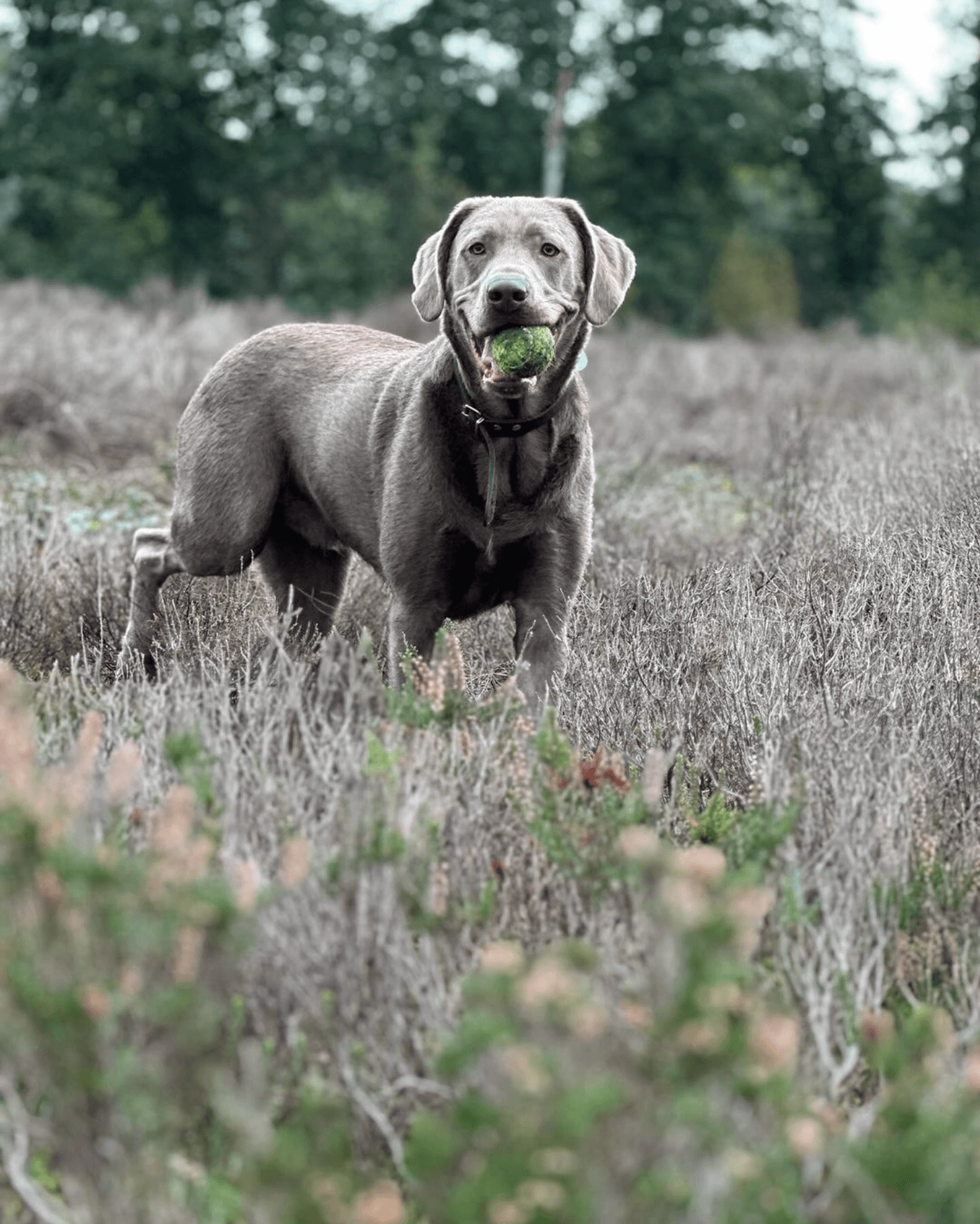 Hond rent enthousiast door de herfstbladeren