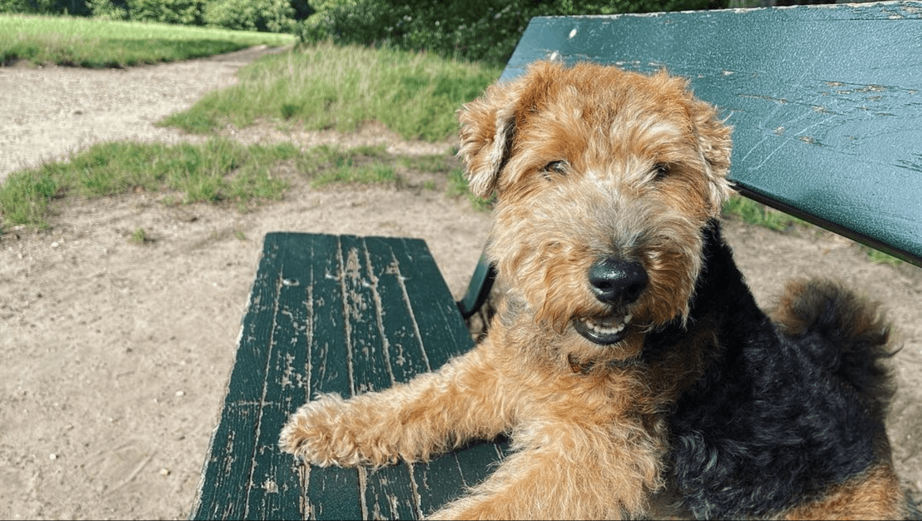 Honden rusten uit in de schaduw na de wandeling