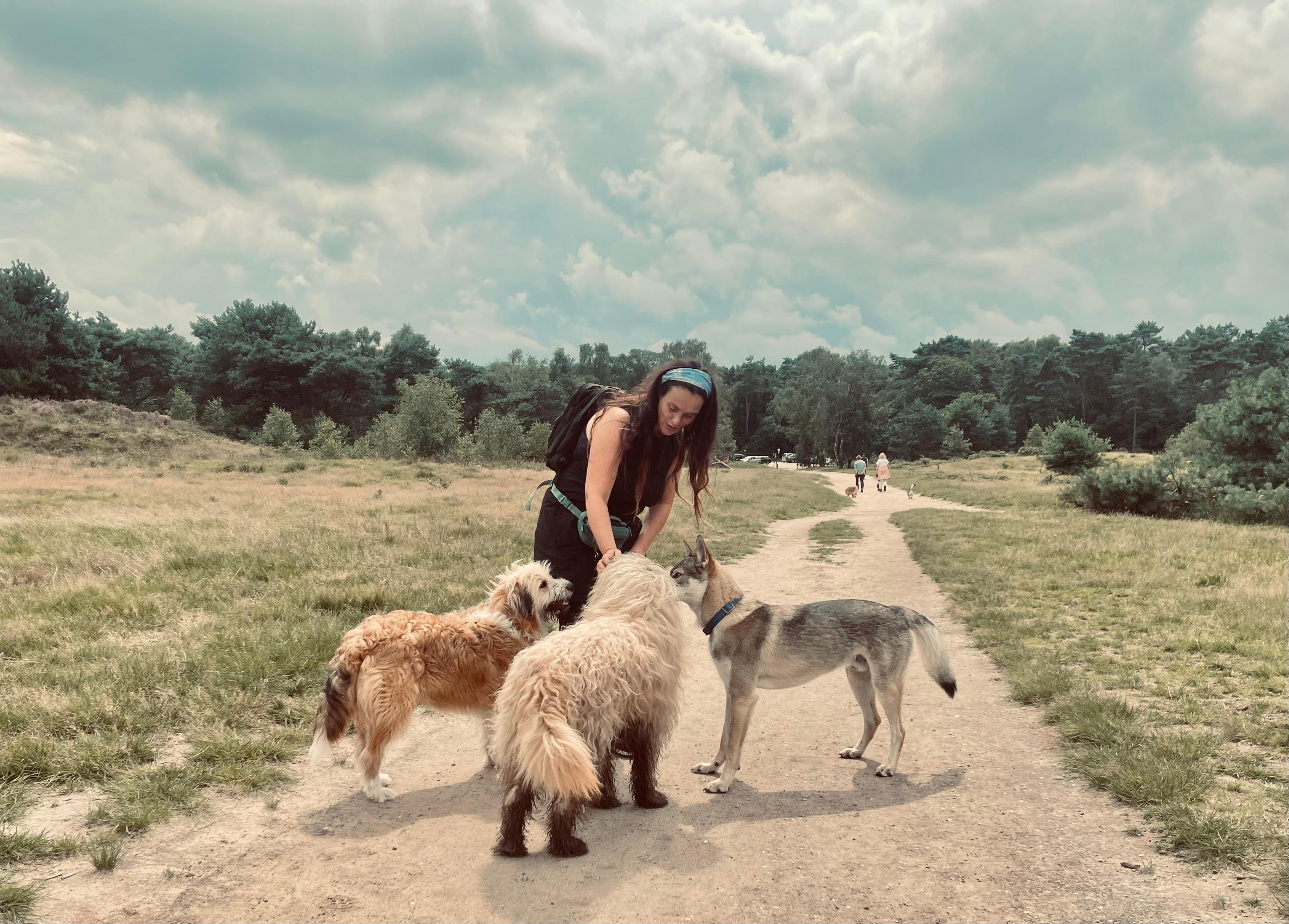 honden op een veld