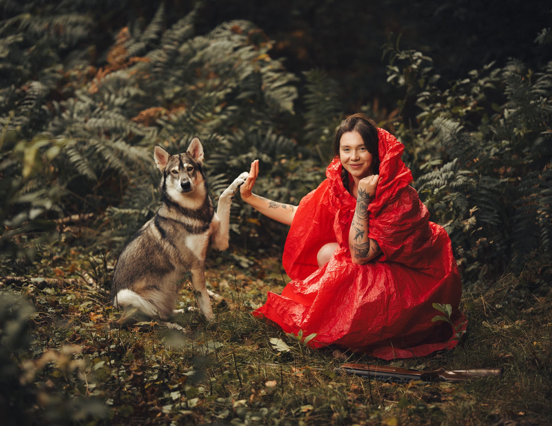 Northern Inuit dog posing beside Little Red Riding Hood in a photo production