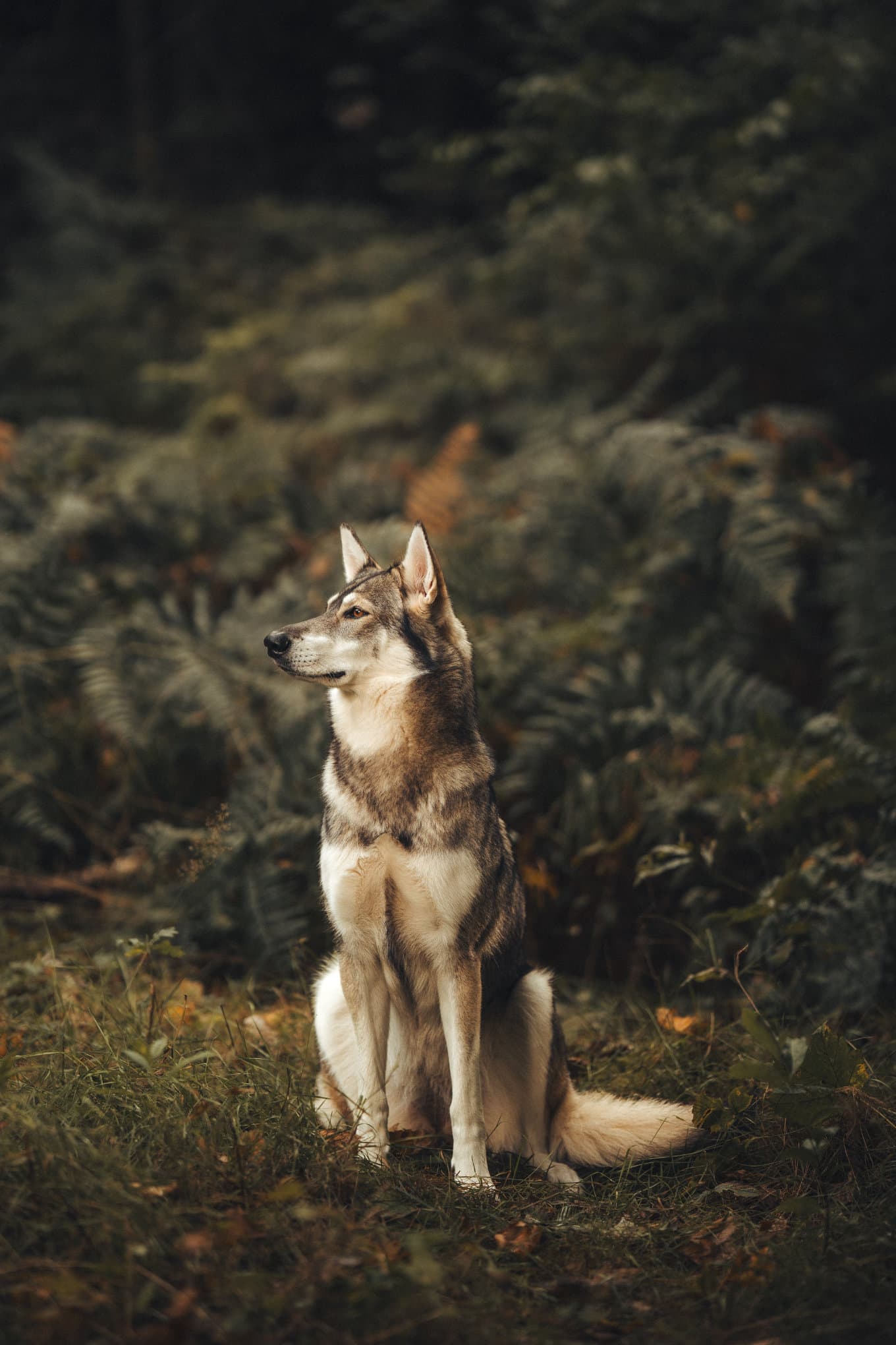 Wolf uiterlijk voor casting, wegkijkend van de camera