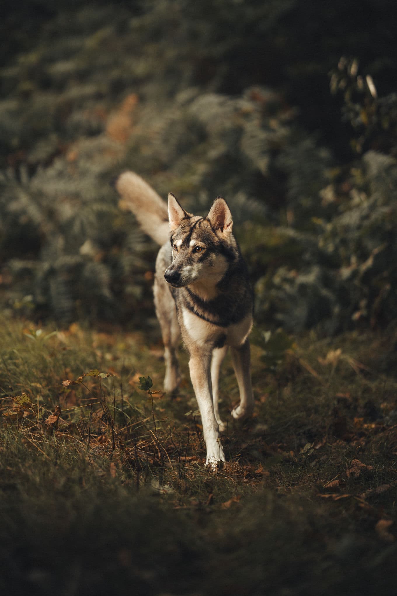 Wolf uiterlijk voor casting, lopend door het bos