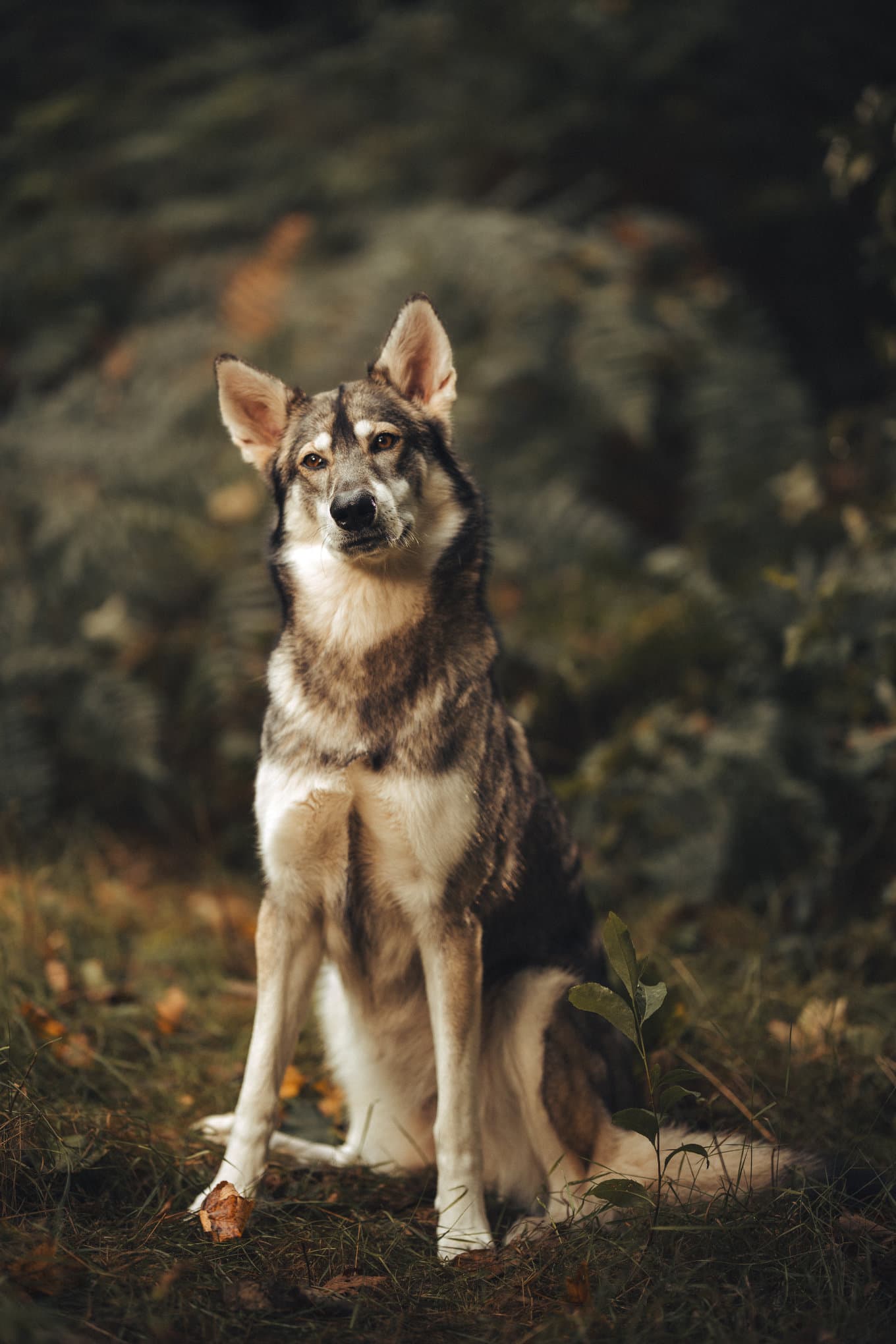 Northern Inuit dog die als wolf poseert in het bos