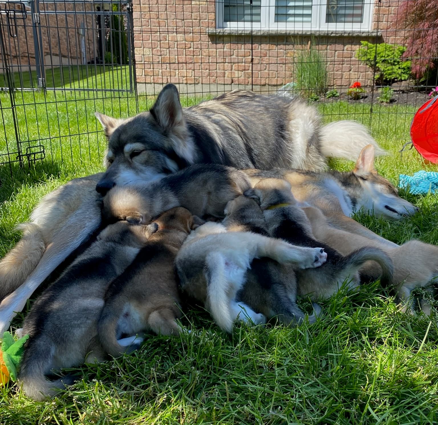 Northern Inuit pups spelen samen buiten