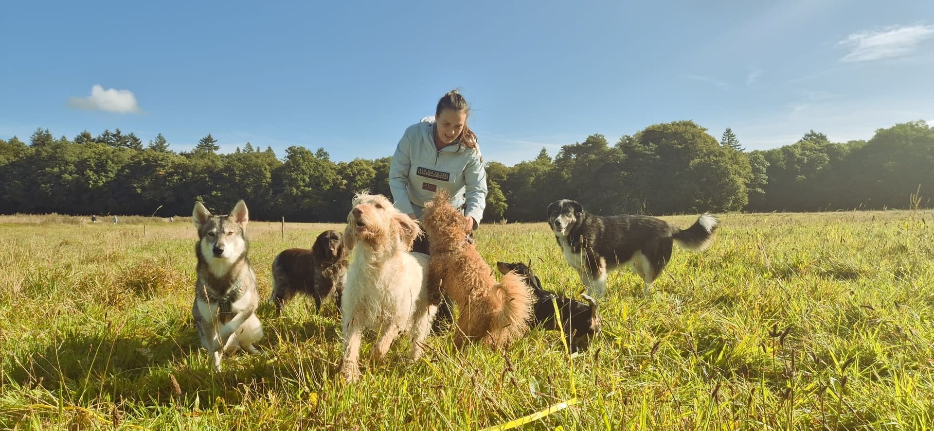 Hondenuitlater met een groep honden in een zonnig weiland bij Arnhem