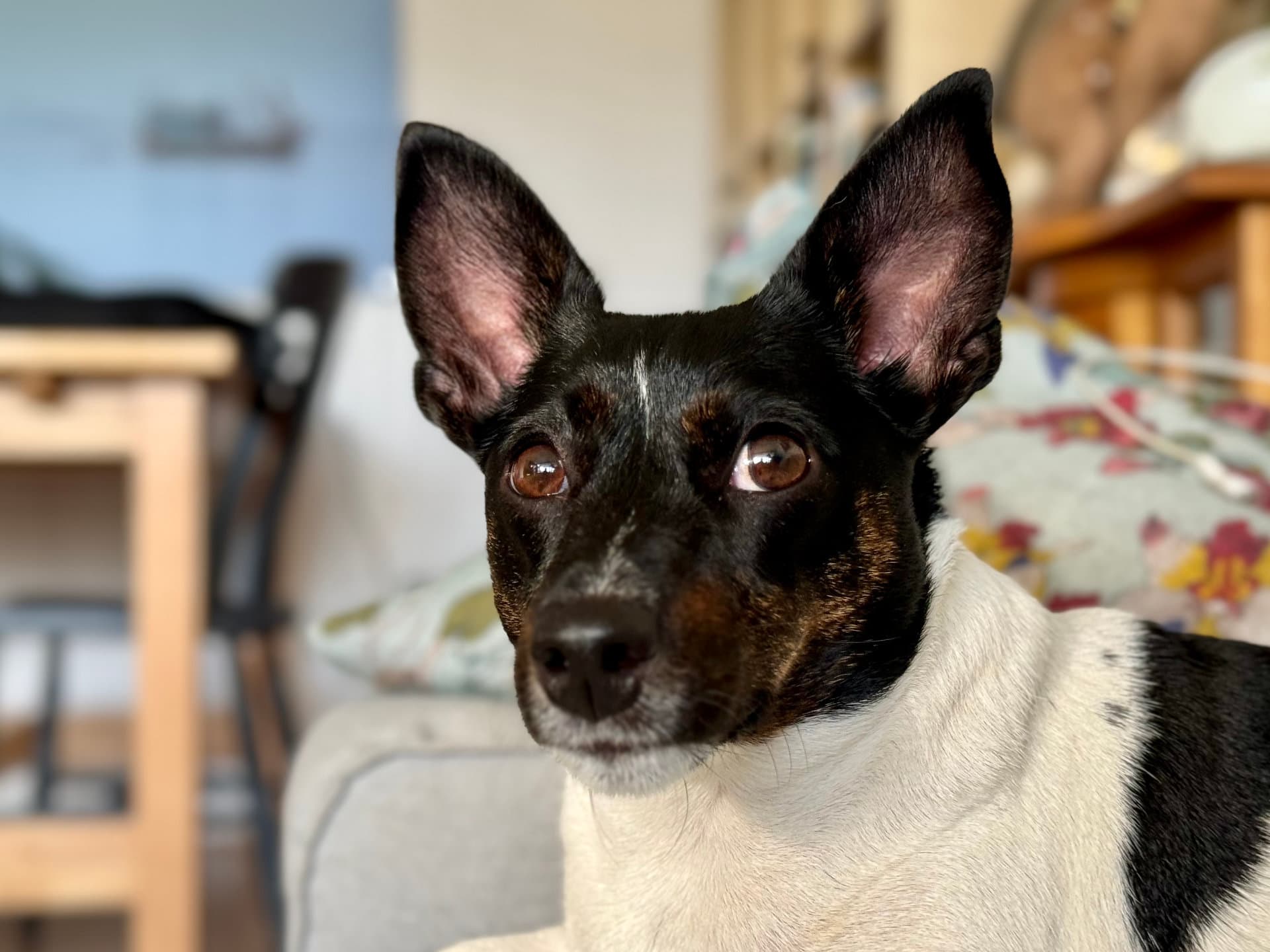 Black and white dog on the sofa during a stay at Walkedo