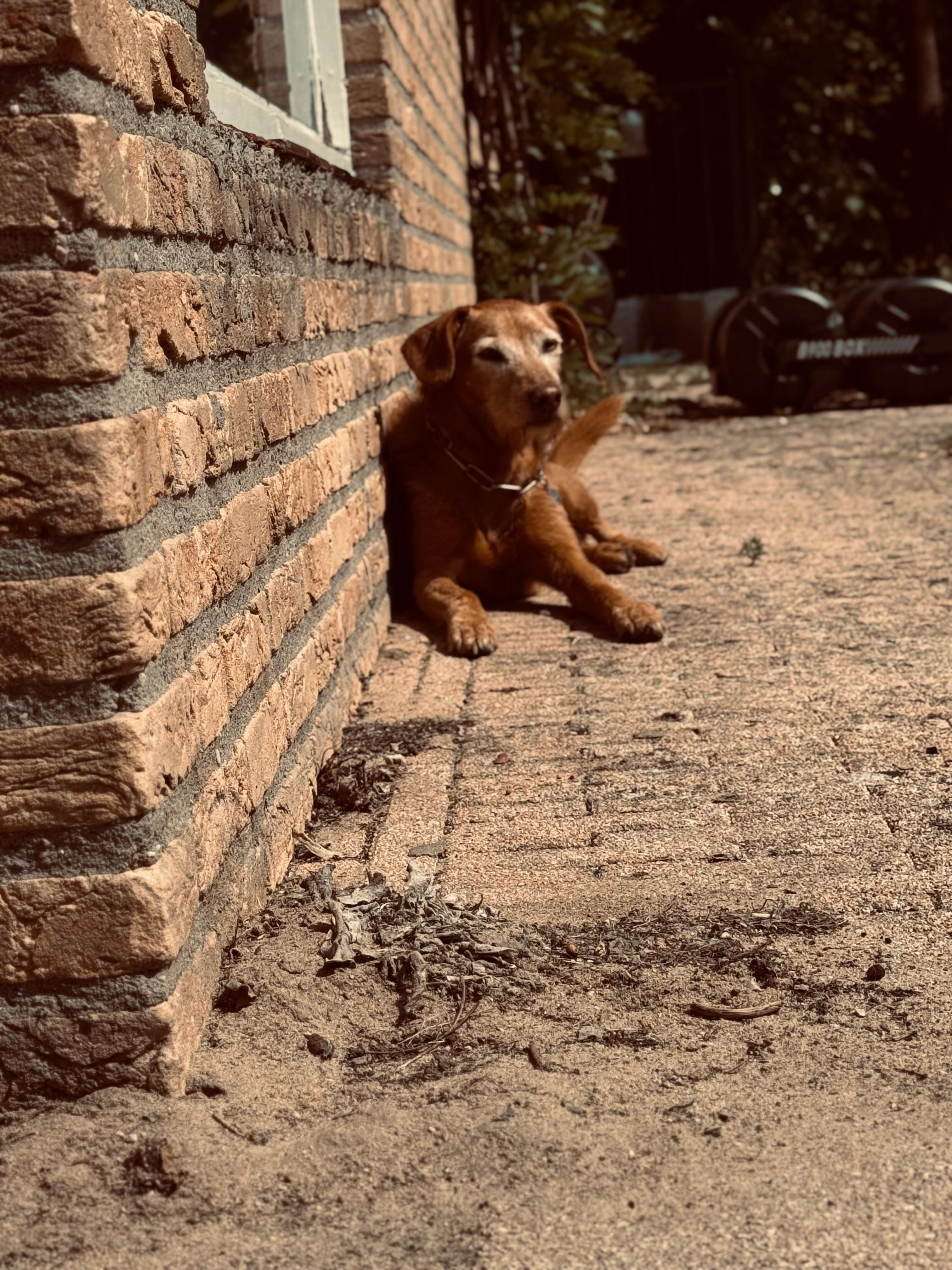 Red-brown dog lying in the sun against a brick wall, waiting to be picked up