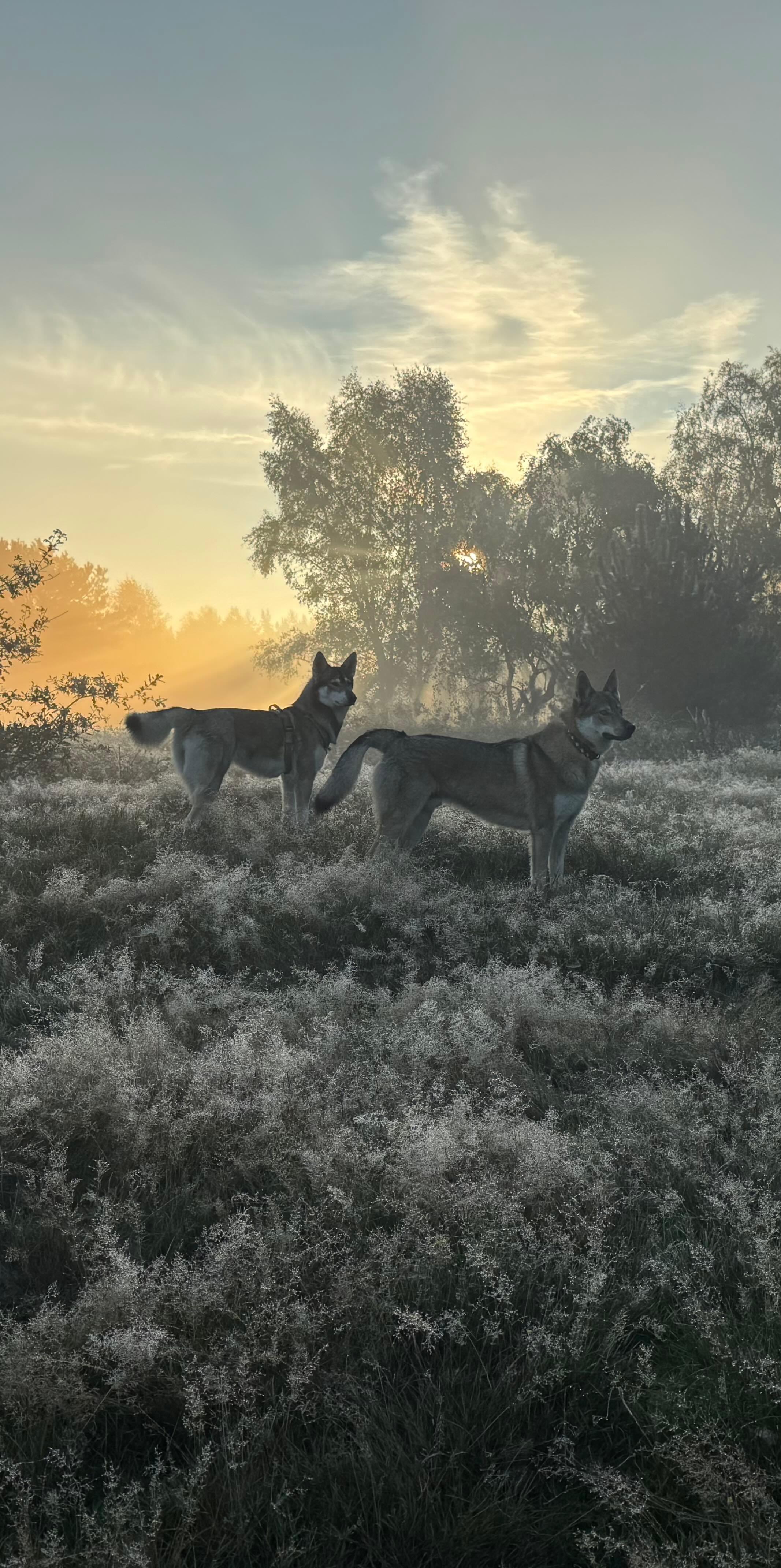 Two dogs on the heath at sunrise during the walking round in Arnhem North