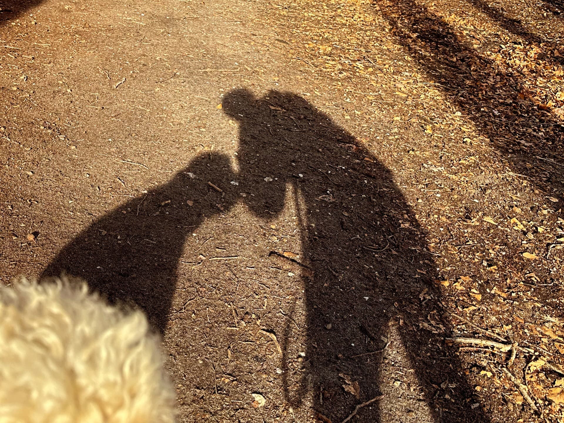 Shadow of the dog walker and a dog on the lead along a forest path